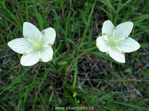 grass of parnassus - Parnassia glauca Raf. 07AU06-01