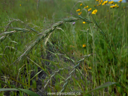 Canada wild rye - Elymus canadensis L. 14JL31-02