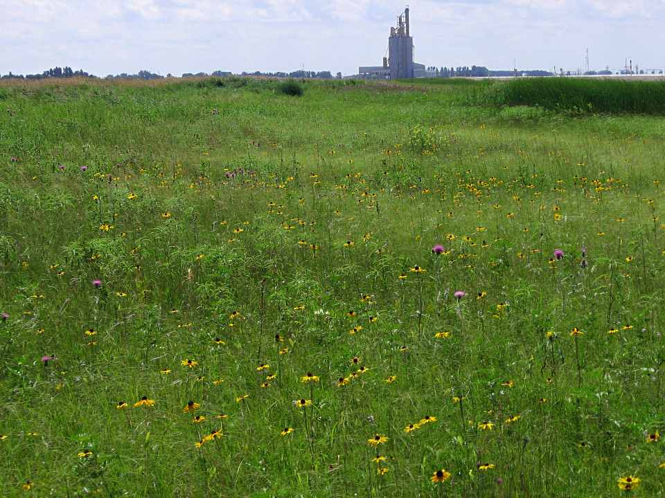 virgin prairie north of Letellier