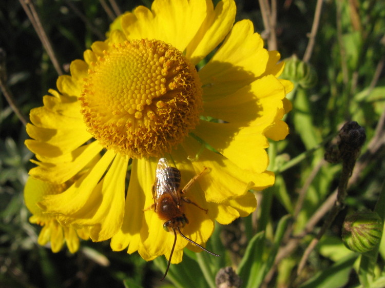 bee helenium Helenium autumnale 11JL09 02 rgm