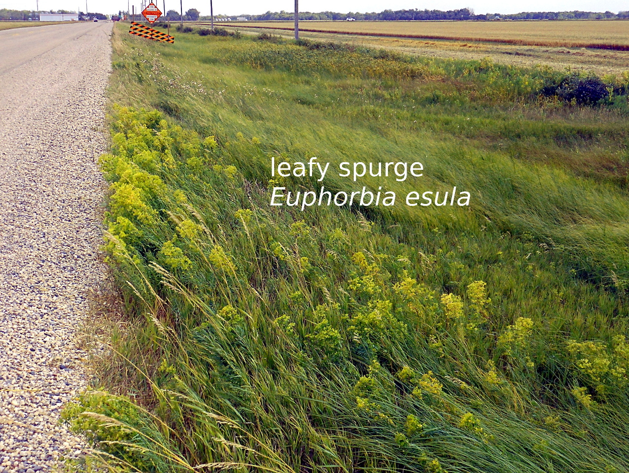 leafy spurge