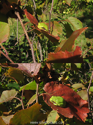 gray tree frog, Hyla versicolor - 10SE08