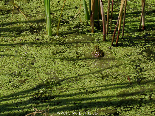 leopard frog