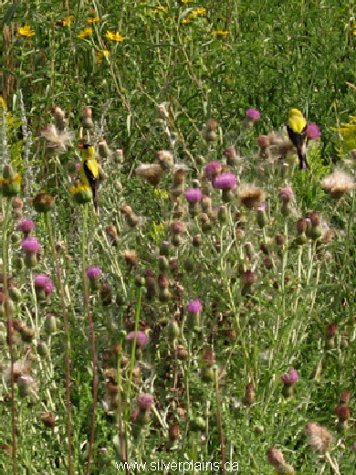 goldfinch, Flodman's thistle