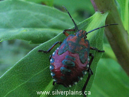 ants, beetles, bugs