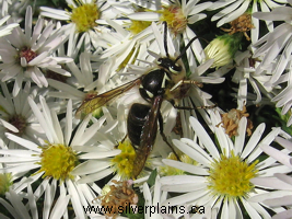 bees, hornets, & wasps