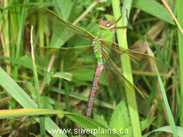 damselflies, dragonflies, spreadwings