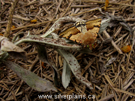 moths, skippers, caterpillars