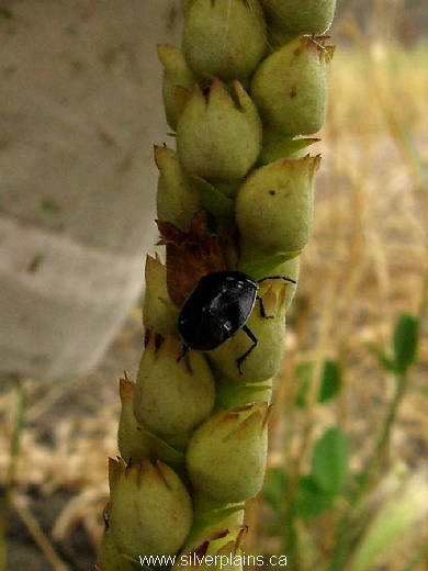 shield bug - Apateticus marginiventris