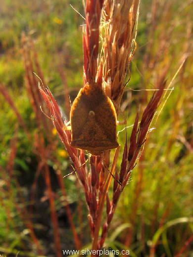 shield bug - Euschistus servus