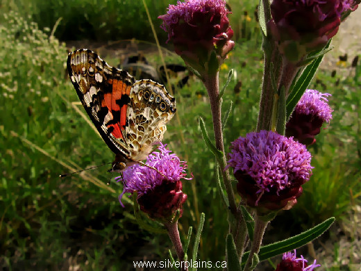 painted lady butterfly, Vanessa cardui - 12AU07-2