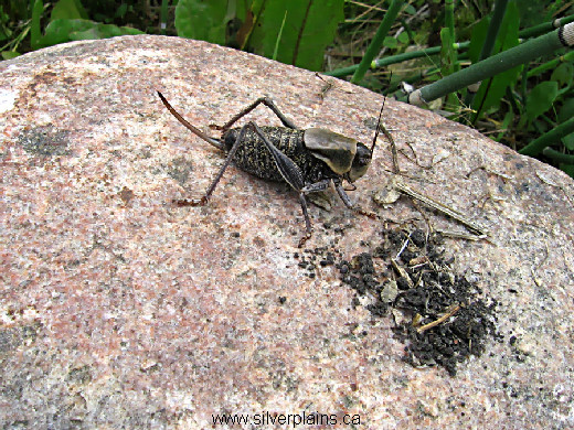Mormon cricket, Anabrus simplex - 12AU10