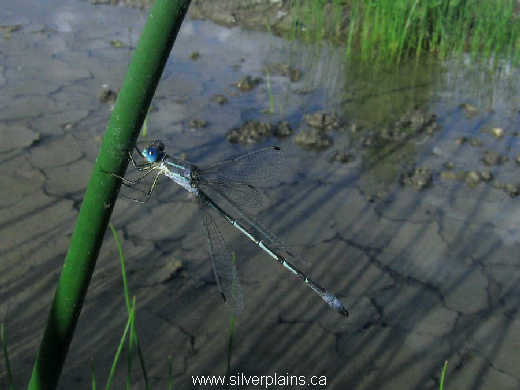 familiar bluet damselfly 
