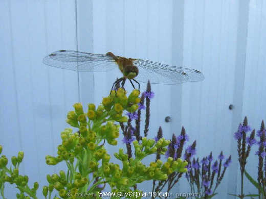 dragonfly