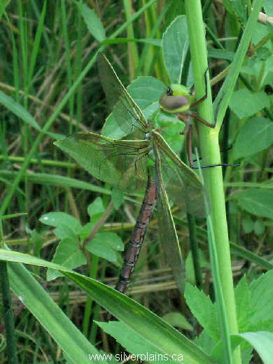 green darner dragonfly