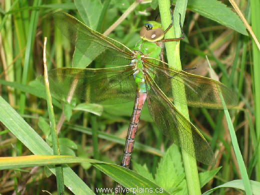green darner dragonfly