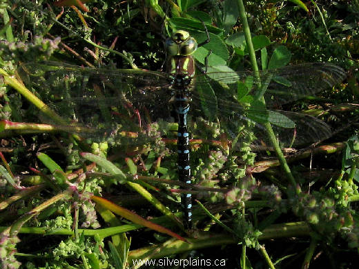 green striped darner dragonfly - Aeshna verticalis
