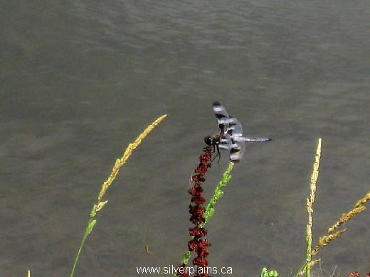 twelve spotted skimmer dragonfly