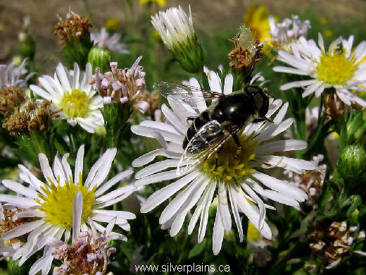 hover fly - Eristalis dimidiata