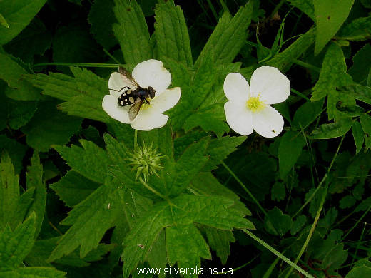 hover fly
