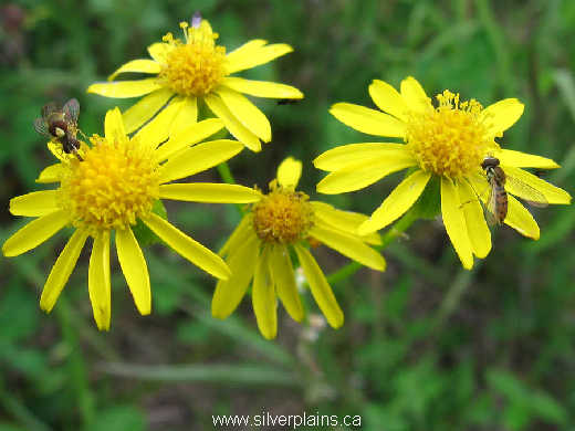 hover fly on golden ragwort