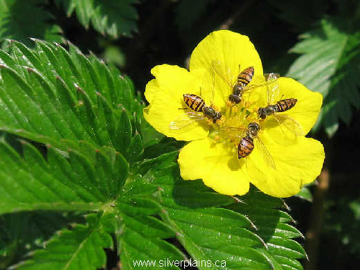 hover fly on silverweed
