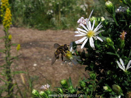 hover fly, white panicle aster