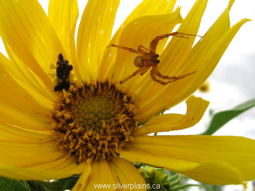 spider ambush bug