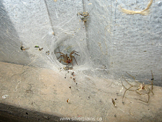 funnel web weaver spider