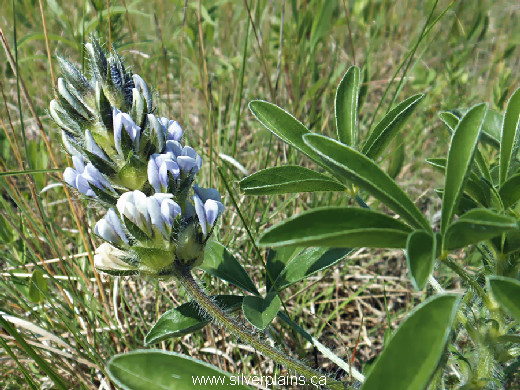 Indian breadroot, Pediomelum esculentum 13JN28