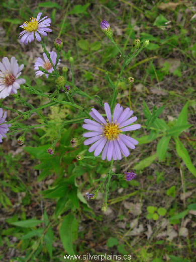 smooth aster - Symphyotrichum laeve var. laeve 07AU06-05