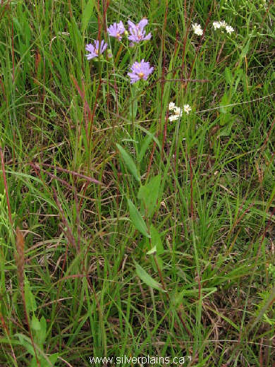 smooth aster - Symphyotrichum laeve var. laeve 07AU06-07