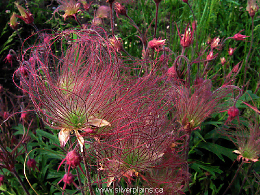 three flowered avens, Geum triflorum - 09JN20