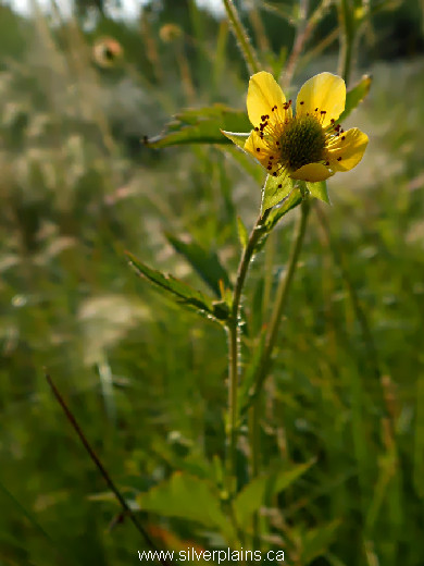 yellow avens - Geum aleppicum 14JL30