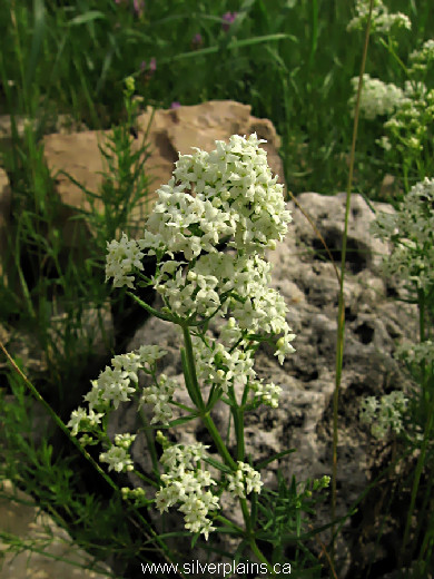 northern bedstraw, Galium boreale - 12JN15