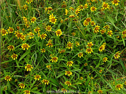 nodding beggartick - Bidens cernua L. 11AU31