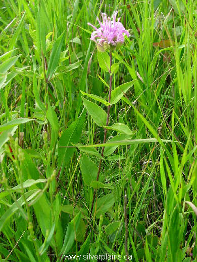 wild bergamot - Monarda fistulosa 07JL15