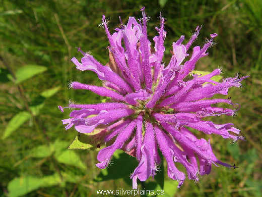 wild bergamot - Monarda fistulosa 07JL19