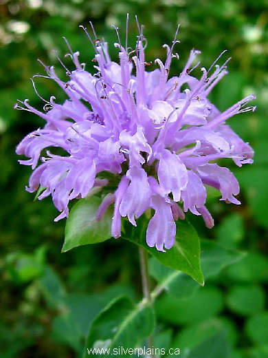 wild bergamot - Monarda fistulosa 06JL08-01