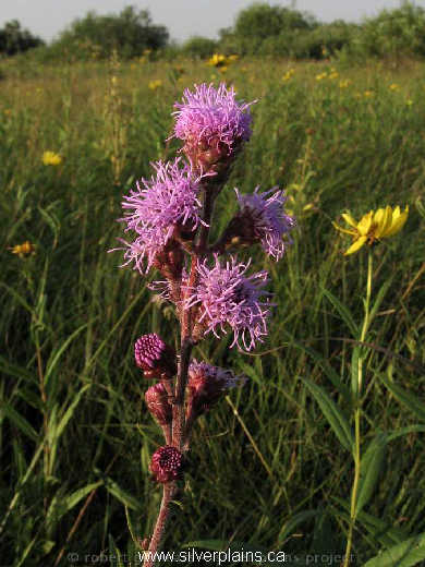 meadow blazingstar - Liatris ligulistylis 09SE02-01