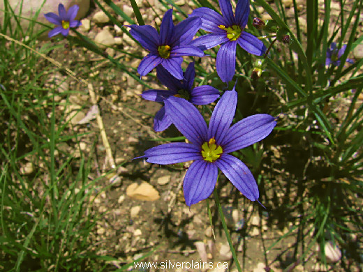 blue-eyed grass - Sisyrinchium montanum 09JN14-01