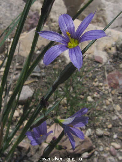 blue-eyed grass - Sisyrinchium montanum 09JN14-02