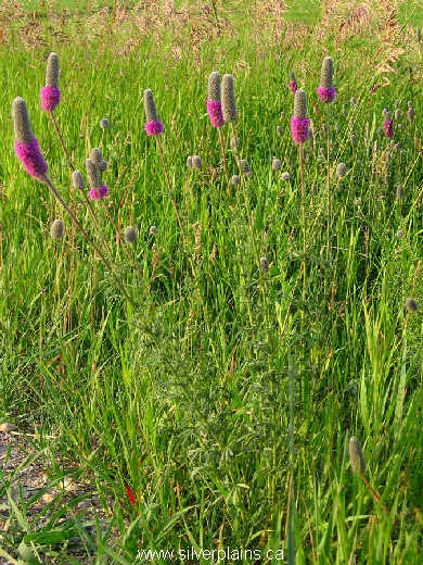 purple prairie clover - Dalea purpurea Vent. 07JL15-02