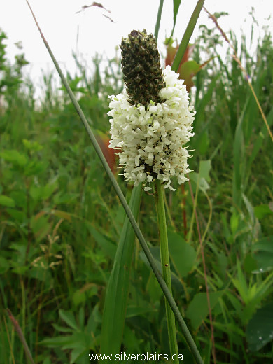 white prairie clover - Dalea candida Michx. 09JL23