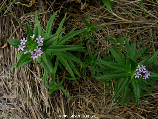 narrowleaf collomia - Collomia linearis 11JL04-01