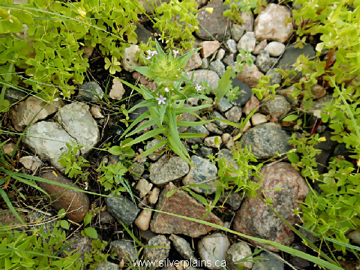 narrowleaf collomia, Collomia linearis - 11JL09