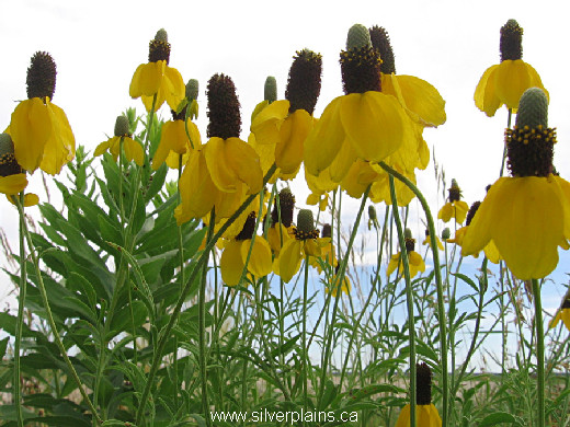 yellow coneflower, Ratibida columnifera 11JL18-2