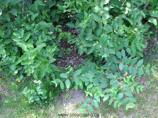 dogbane spreading, Apocynum androsaemifolium L. 07JL22-01