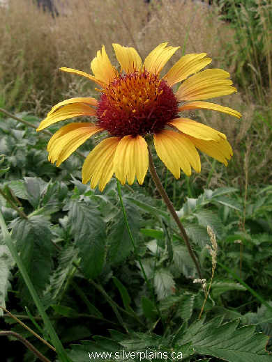 gaillardia - Gaillardia aristata 09AU13-01