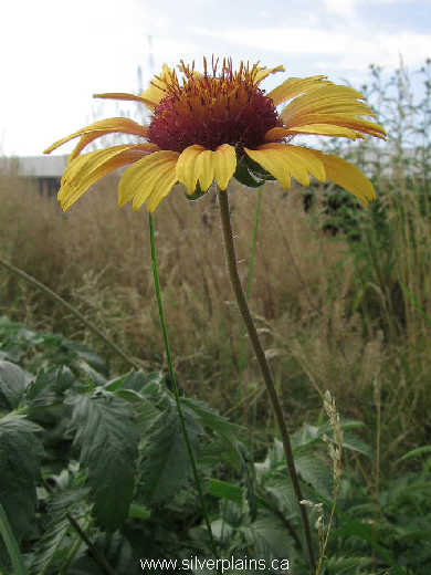 gaillardia - Gaillardia aristata 09AU13-02